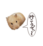 ハムスターのきゅうちゃん～奄美の島口編（個別スタンプ：9）