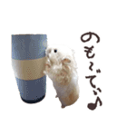 ハムスターのきゅうちゃん～奄美の島口編（個別スタンプ：10）