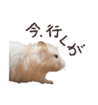 ハムスターのきゅうちゃん～奄美の島口編（個別スタンプ：11）