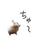 ハムスターのきゅうちゃん～奄美の島口編（個別スタンプ：13）