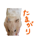 ハムスターのきゅうちゃん～奄美の島口編（個別スタンプ：20）