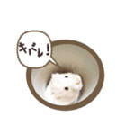 ハムスターのきゅうちゃん～奄美の島口編（個別スタンプ：21）