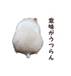 ハムスターのきゅうちゃん～奄美の島口編（個別スタンプ：22）