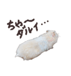 ハムスターのきゅうちゃん～奄美の島口編（個別スタンプ：28）