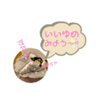 まるこ15（個別スタンプ：8）