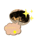 まるこ15（個別スタンプ：10）