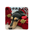 まるこ15（個別スタンプ：12）