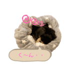 まるこ15（個別スタンプ：14）