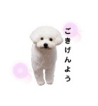 ビションフリーゼのさつきちゃん（個別スタンプ：1）