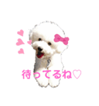 ビションフリーゼのさつきちゃん（個別スタンプ：2）