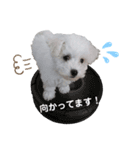 ビションフリーゼのさつきちゃん（個別スタンプ：5）