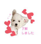 ビションフリーゼのさつきちゃん（個別スタンプ：10）