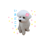 ビションフリーゼのさつきちゃん（個別スタンプ：14）
