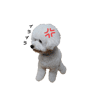 ビションフリーゼのさつきちゃん（個別スタンプ：16）