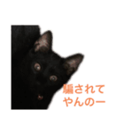ちょい怖黒猫スタンプ（個別スタンプ：3）