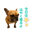 フレンチブルドッグ☆リブの楽しい毎日③（個別スタンプ：10）