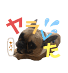 フレンチブルドッグ☆リブの楽しい毎日③（個別スタンプ：24）