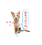 うえはらムギの日常会話（個別スタンプ：8）