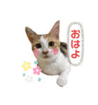 うえはらムギの日常会話（個別スタンプ：11）