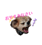愛犬ZEROのスタンプ1（個別スタンプ：1）