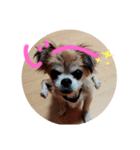 愛犬ZEROのスタンプ1（個別スタンプ：3）