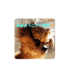 愛犬ZEROのスタンプ1（個別スタンプ：4）
