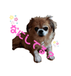 愛犬ZEROのスタンプ1（個別スタンプ：5）