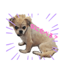 愛犬ZEROのスタンプ1（個別スタンプ：6）