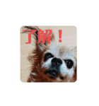 愛犬ZEROのスタンプ1（個別スタンプ：7）