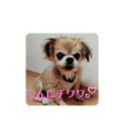 愛犬ZEROのスタンプ1（個別スタンプ：8）