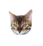 ねこ（ベンガル）（個別スタンプ：1）