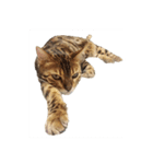 ねこ（ベンガル）（個別スタンプ：2）