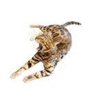 ねこ（ベンガル）（個別スタンプ：3）