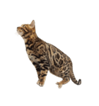 ねこ（ベンガル）（個別スタンプ：4）