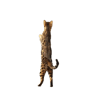 ねこ（ベンガル）（個別スタンプ：5）