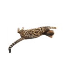 ねこ（ベンガル）（個別スタンプ：6）