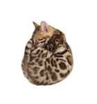 ねこ（ベンガル）（個別スタンプ：7）