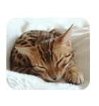 ねこ（ベンガル）（個別スタンプ：8）