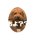 イッヌフレンズ2（個別スタンプ：1）