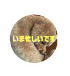 イッヌフレンズ2（個別スタンプ：4）