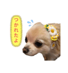 ツナぴよ②（個別スタンプ：4）