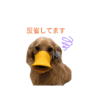 ツナぴよ②（個別スタンプ：5）