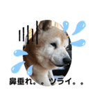 柴犬ムック（個別スタンプ：1）