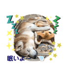柴犬ムック（個別スタンプ：2）