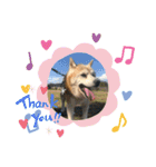 柴犬ムック（個別スタンプ：3）