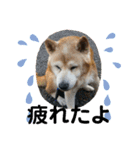 柴犬ムック（個別スタンプ：4）