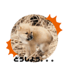 柴犬ムック（個別スタンプ：5）