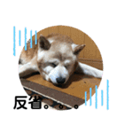 柴犬ムック（個別スタンプ：6）