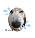 柴犬ムック（個別スタンプ：8）