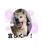 柴犬ムック（個別スタンプ：9）